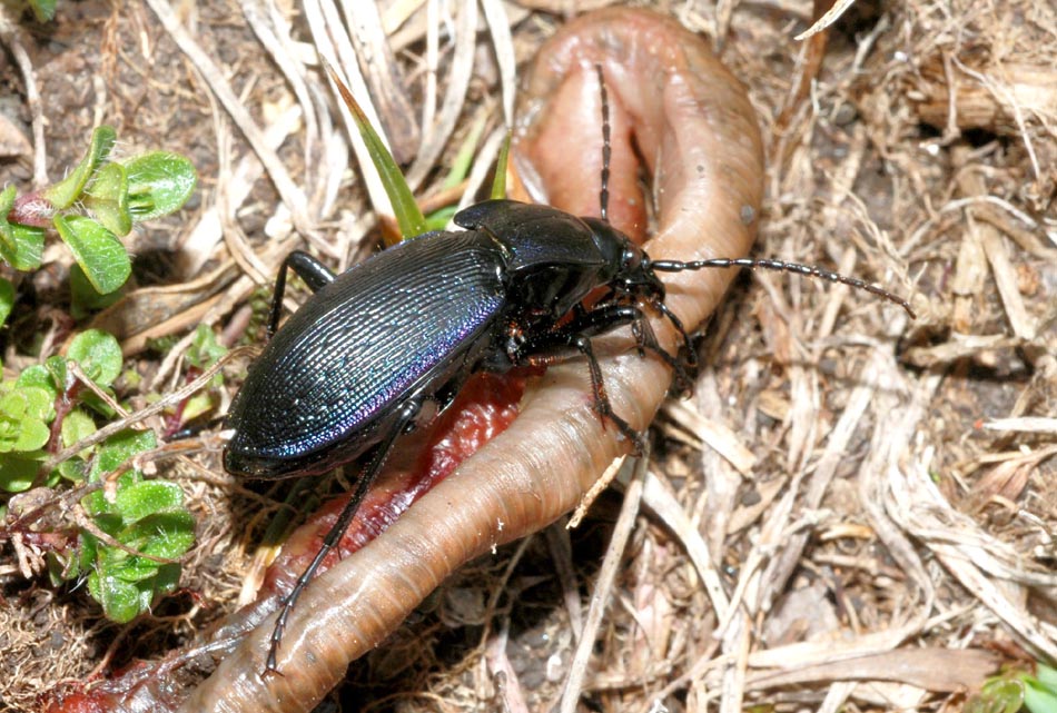 Carabus da det:: C. catenulatus